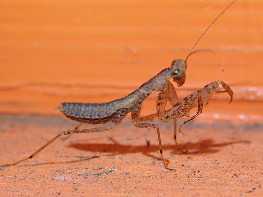 Sphodromantis ストック写真 sp 3齢〜4齢 5匹 CB カマキリ