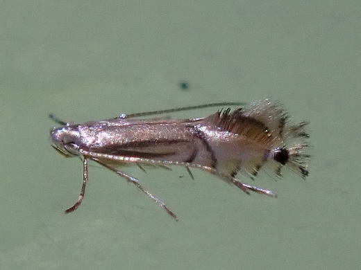 ミカンコハモグリ Phyllocnistis Citrella